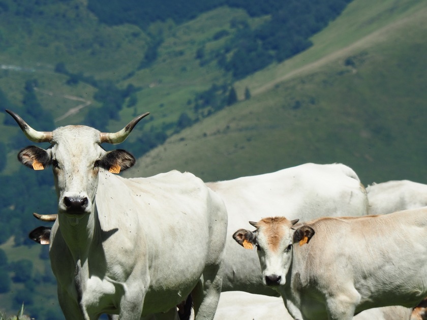 1608 BG Animaux 31 (2157 visites) 1608 BG Animaux 31