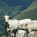 1608 BG Animaux 31 (2141 visites) 1608 BG Animaux 31