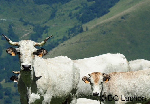 1608 BG Animaux 31 (1300 visits) 1608 BG Animaux 31