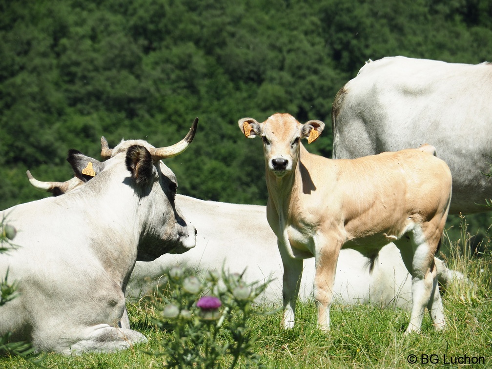 1608 BG Animaux 32 (2100 visites) 1608 BG Animaux 32