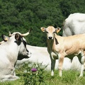 1608 BG Animaux 32 (2081 visites) 1608 BG Animaux 32
