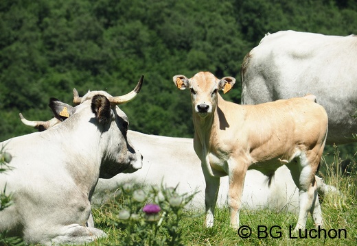1608 BG Animaux 32 (1209 visits) 1608 BG Animaux 32
