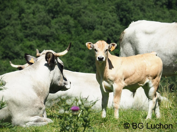 1608 BG Animaux 32 (2100 visites) 1608 BG Animaux 32