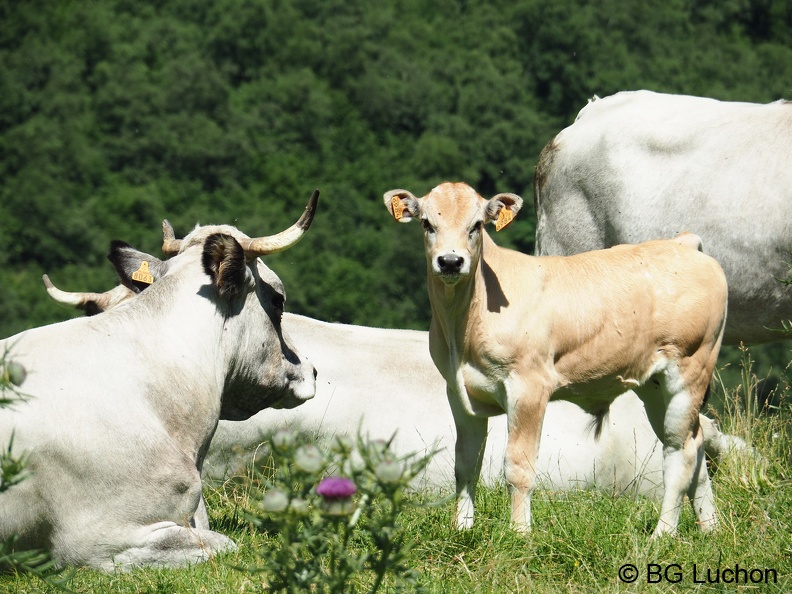 1608 BG Animaux 32 (2100 visites) 1608 BG Animaux 32