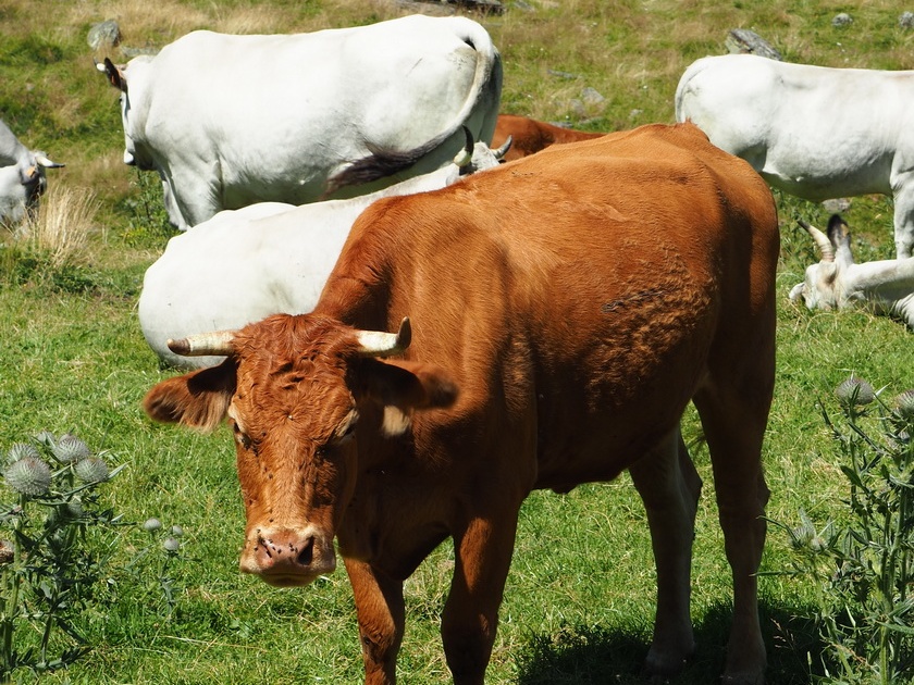 1608 BG Animaux 33 (2270 visites) 1608 BG Animaux 33