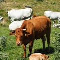 1608 BG Animaux 33 (2249 visites) 1608 BG Animaux 33