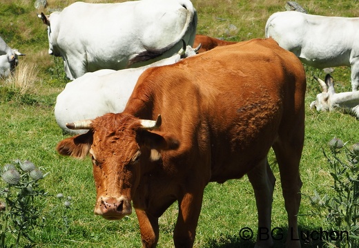 1608 BG Animaux 33 (1295 visits) 1608 BG Animaux 33