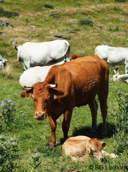 1608 BG Animaux 33 - 1608 BG Animaux_33.JPG 1608 BG Animaux_33.JPG