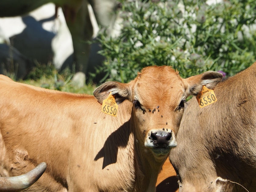 1608 BG Animaux 34 (2323 visites) 1608 BG Animaux 34