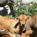 1608 BG Animaux 34 (2309 visites) 1608 BG Animaux 34