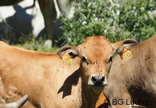 1608 BG Animaux 34 (1367 visits) 1608 BG Animaux 34