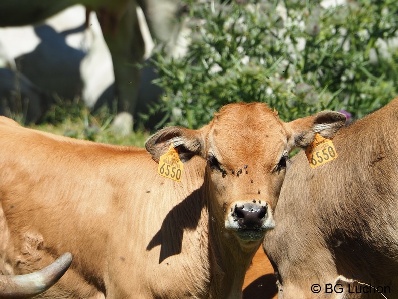 1608 BG Animaux 34 (2323 visites) 1608 BG Animaux 34