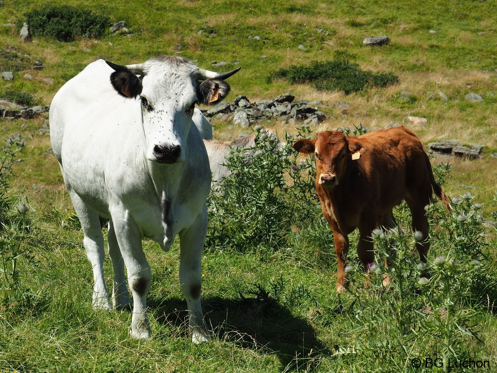 1608 BG Animaux 35 (2207 visites) 1608 BG Animaux 35