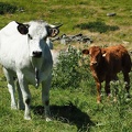 1608 BG Animaux 35 (2191 visites) 1608 BG Animaux 35