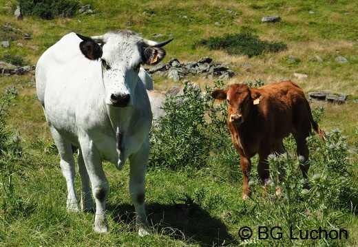 1608 BG Animaux 35 (1285 visits) 1608 BG Animaux 35