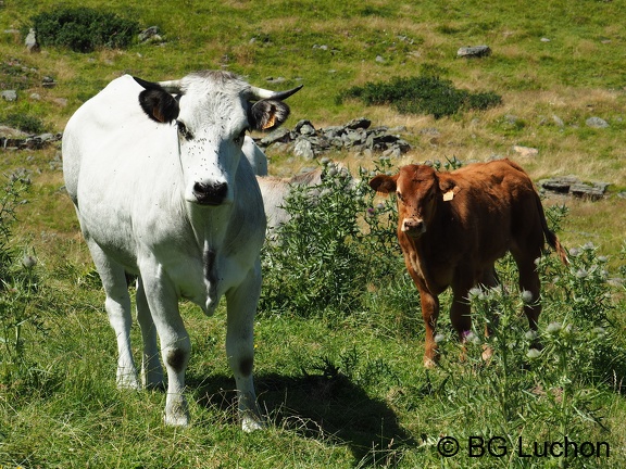 1608 BG Animaux 35 (2207 visites) 1608 BG Animaux 35
