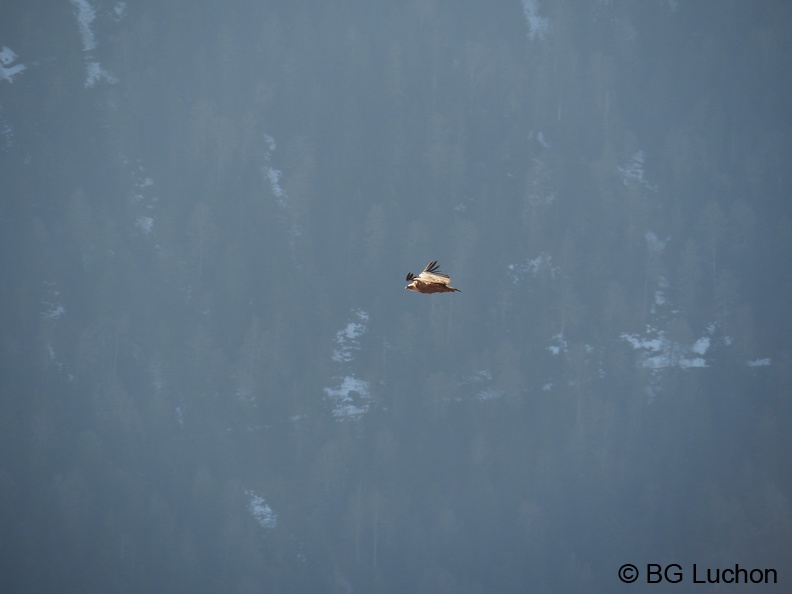 170219 BG Poujastou 03 (2338 visites) 170219 BG Poujastou 03