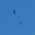 170310 BG Cap de la lite 58 (2078 visites) 170310 BG Cap de la lite 58