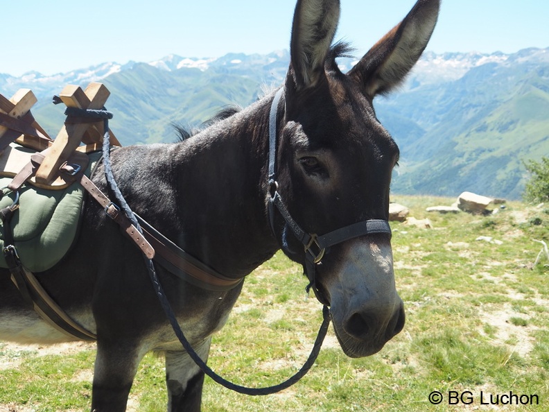 170716 AFDV Anes Tour Oueil espiau 09 (1808 visites) 170716 AFDV Anes Tour Oueil espiau 09