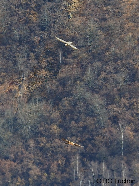 1801 BG Cabane du Bosc_00.JPG