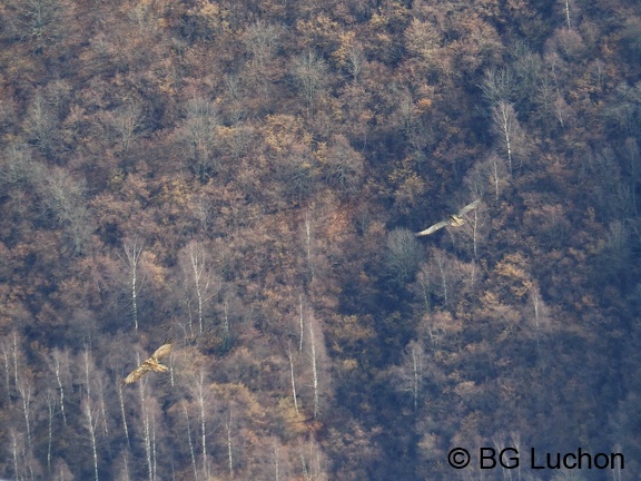 1801 BG Cabane du Bosc 01