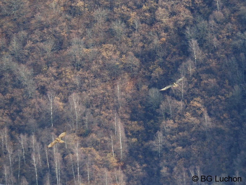 1801 BG Cabane du Bosc 01