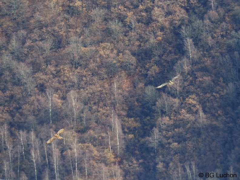 1801 BG Cabane du Bosc_01.JPG