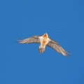 1802 BG Lampet 52 (5699 visites) 1802 BG Lampet 52