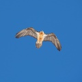 1802 BG Lampet 51 (5866 visites) 1802 BG Lampet 51