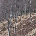 1803 BG Cabane des Hours 05 (5018 visites) 1803 BG Cabane des Hours 05