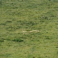 1907 BG animaux Bales 08