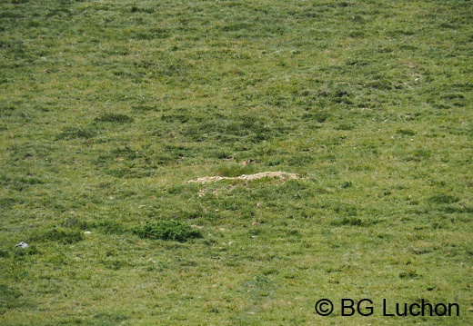 1907 BG animaux Bales 08 (1497 visits) 1907 BG animaux Bales 08