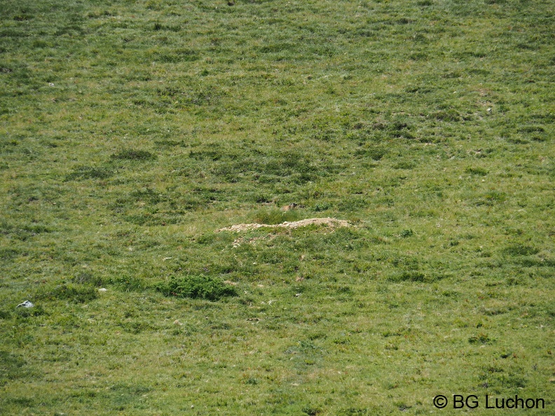 1907 BG animaux Bales 08