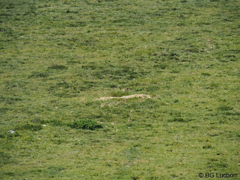 1907 BG animaux Bales_08.JPG