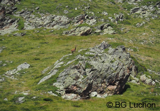 2008 BG Hourgade 22 (740 visits) 2008 BG Hourgade 22