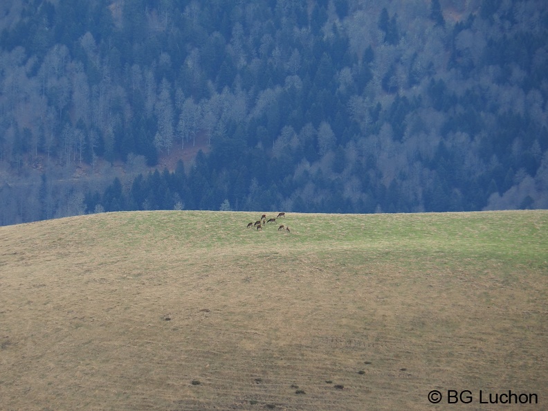 2103 BG Bales 15 (1215 visites) 2103 BG Bales 15