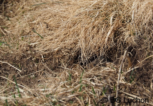 Campagnole 2102 BG Bales 06 (395 visits) Campagnole 2102 BG Bales 06
