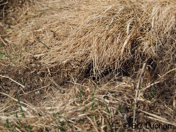 Campagnole 2102 BG Bales 06 (1039 visites) Campagnole 2102 BG Bales 06