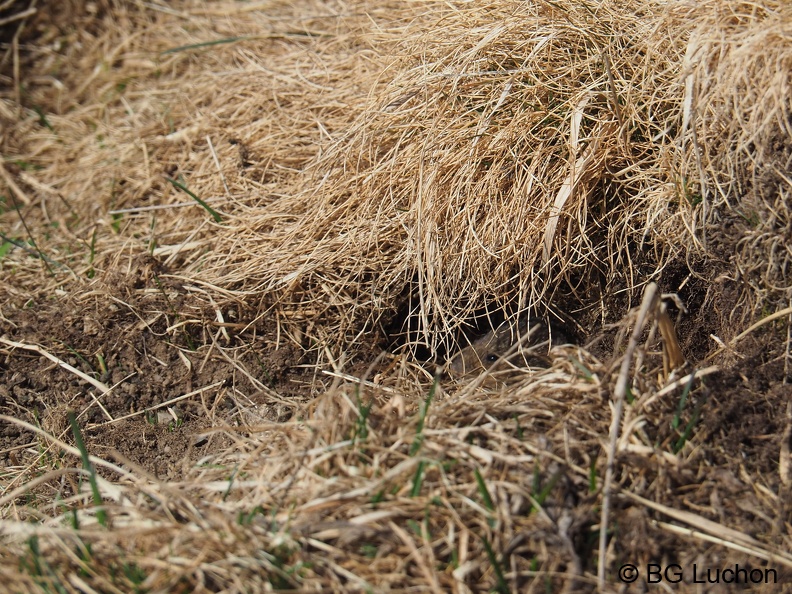 Campagnole 2102 BG Bales 06