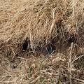Campagnole 2102 BG Bales 08 (1145 visites) Campagnole 2102 BG Bales 08