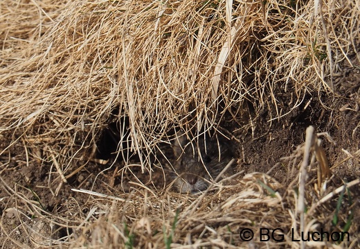 Campagnole 2102 BG Bales 08 (439 visits) Campagnole 2102 BG Bales 08