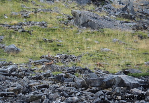 2109 AFDV Ordesa 138 (273 visits) 2109 AFDV Ordesa 138