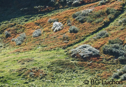 2110 AFDV BRame Salode 24 (957 visits) 2110 AFDV BRame Salode 24