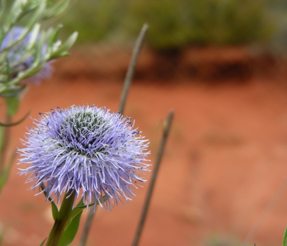 Fleurs_BG_04