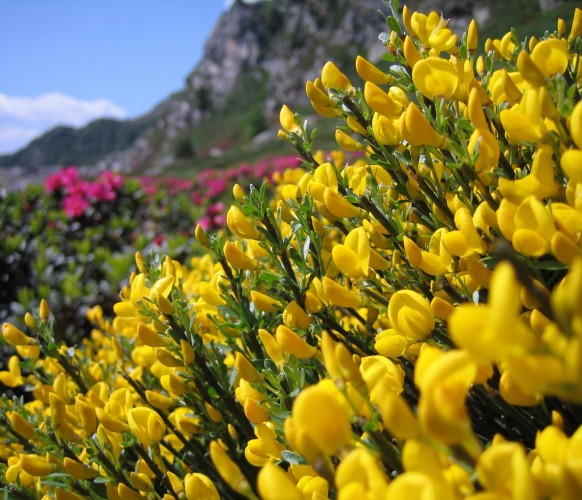 Fleurs_BG_07
