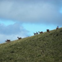 article_1607 Animaux des Pyrénées_BG_07