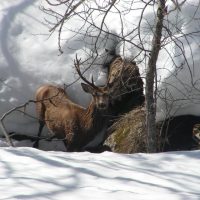 article_1607 Animaux des Pyrénées_BG_09