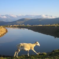 article_1607 Animaux des Pyrénées_BG_15