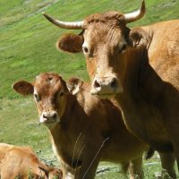 article_1607 Animaux des Pyrénées_BG_17