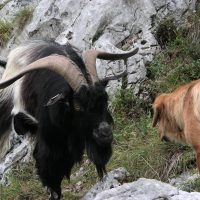 article_1607 Animaux des Pyrénées_BG_19